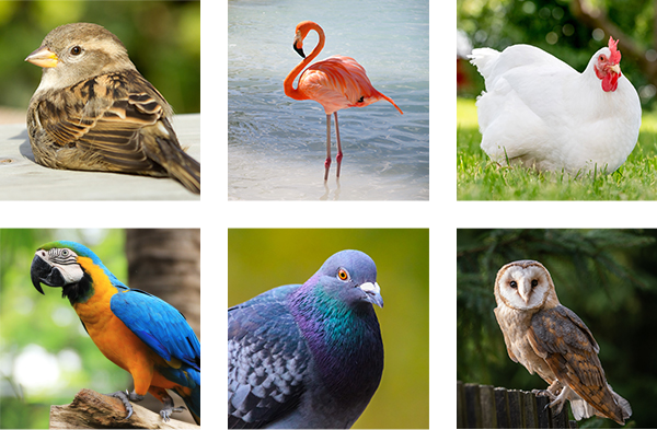 Bird collage