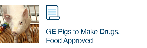 GE Pigs to Make Drugs, Food Approved