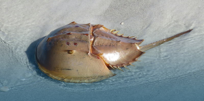 Cashing in on Bleeding Horseshoe Crabs