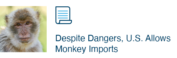Despite Dangers, U.S. Allows Monkey Imports