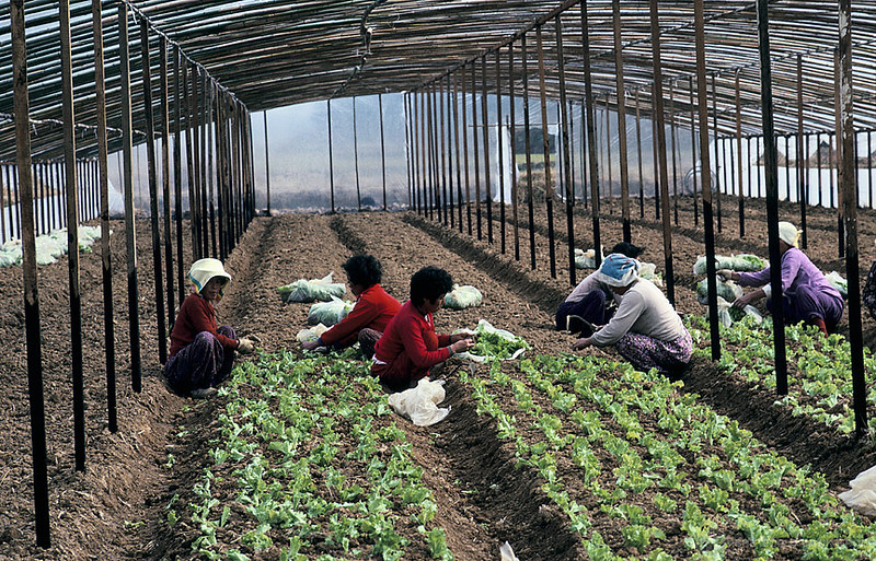 People harvesting crops in South Korea.