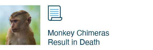 Monkey Chimeras Result in Death