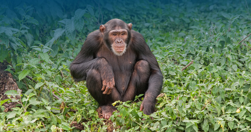 Over $450,000 for Animals in Sanctuaries!