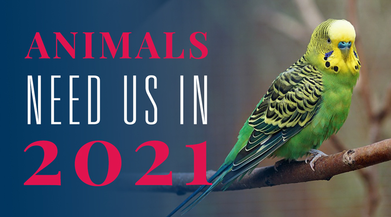Animals Need Us in 2021