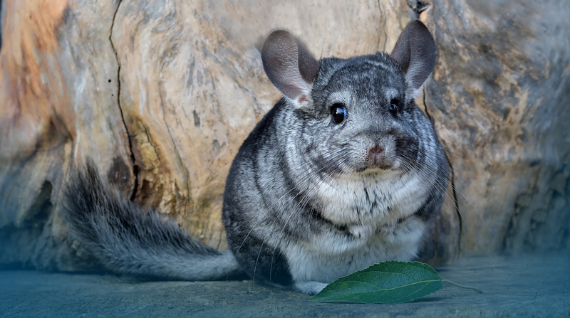 Animal Research Supplier License Revoked
