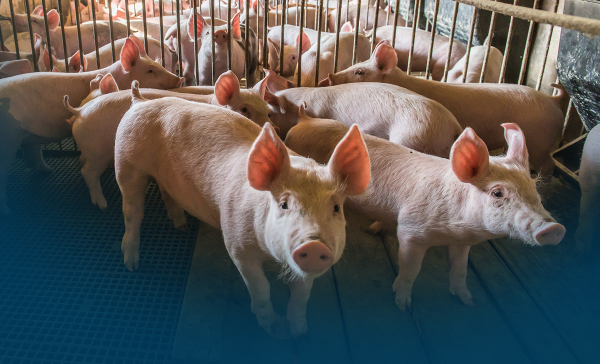 Don’t Let Them Reverse Animal Welfare Standards
