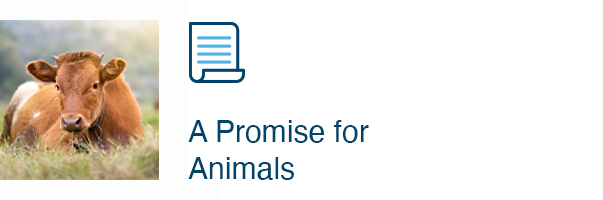 A Promise for Animals
