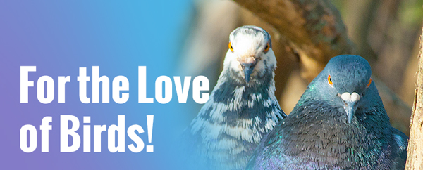 For the Love of Birds!