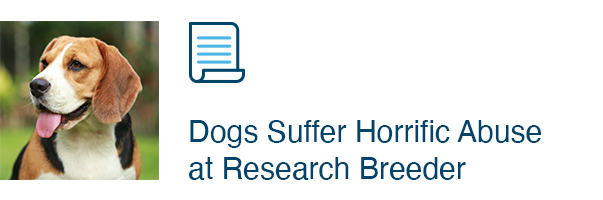 Dogs Suffer Horrific Abuse at Research Breeder
