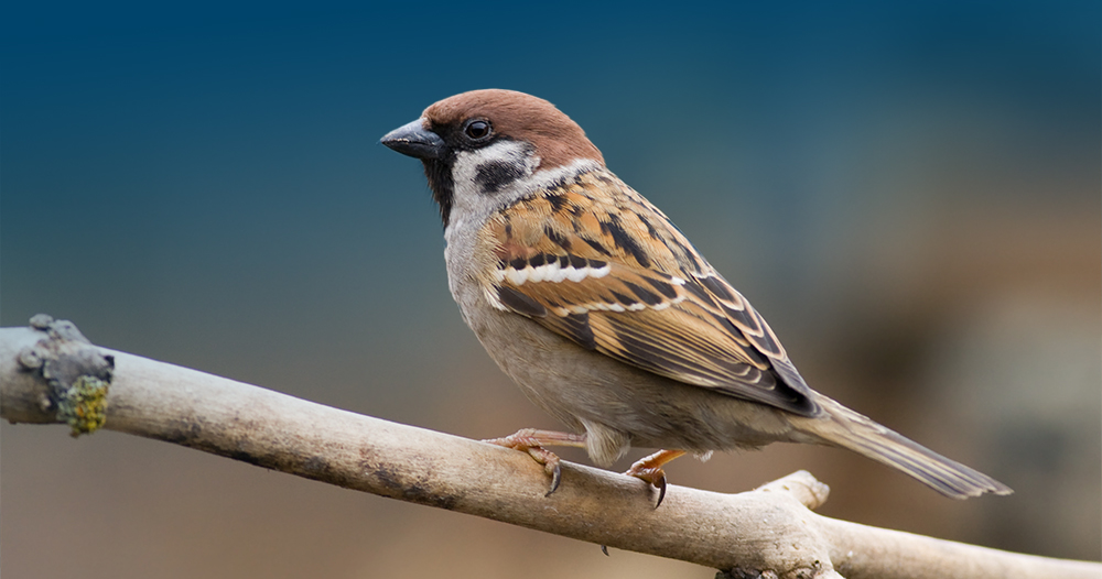 It’s Not Over Yet for Birds