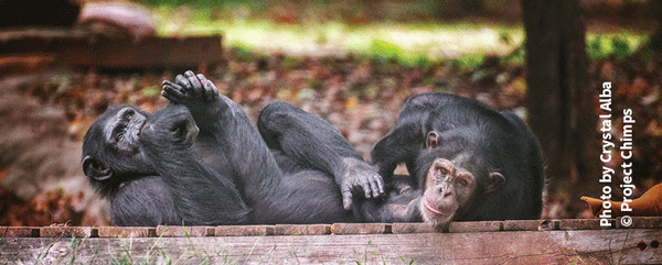 Amy and Almasi from Project Chimps