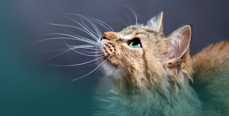 All Animal Welfare Violations Must Be Reported