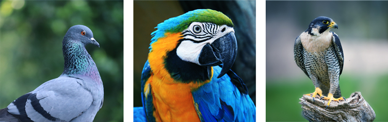 Birds Need Legal Protection