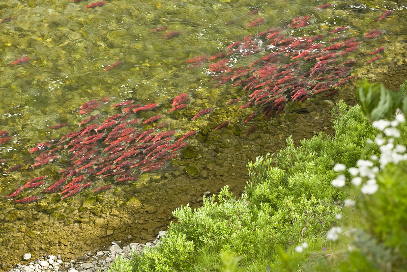 Protect Bristol Bay