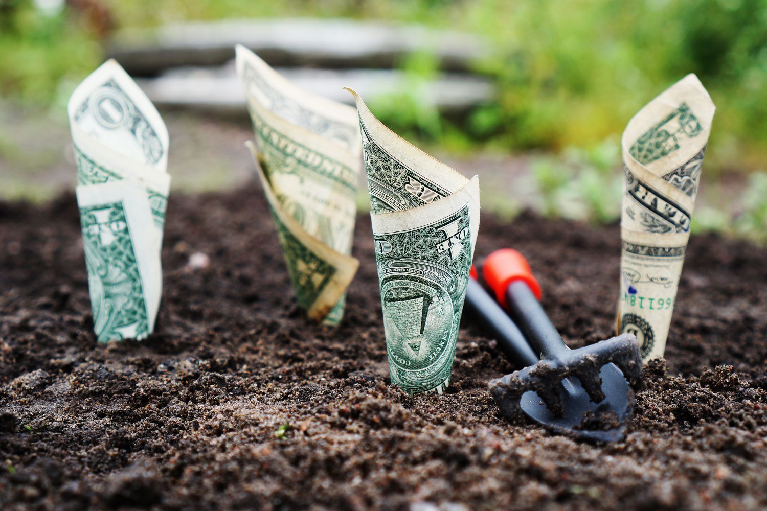 Dollar bills planted in soil.