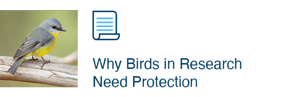 Why Birds in Research Need Protection