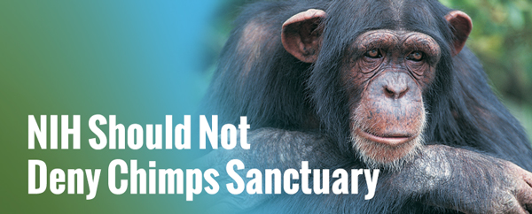NIH Should Not Deny Chimps Sanctuary