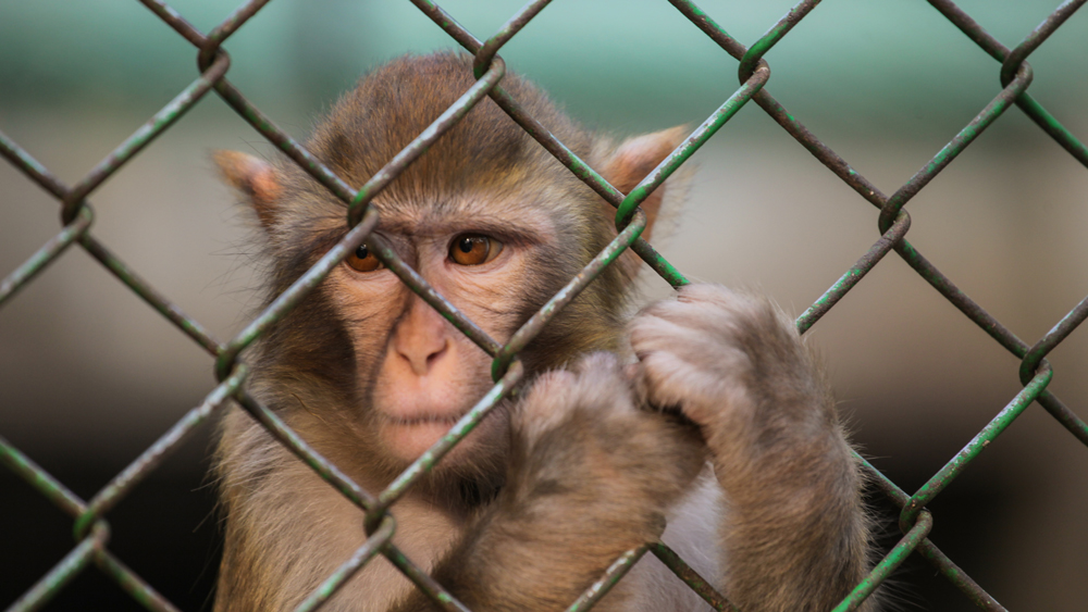 Alternatives Research Has Potential to Improve and Save Lives